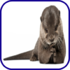 Otter Wallpaper icon