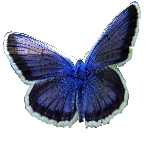 Puzzle Butterfly icon