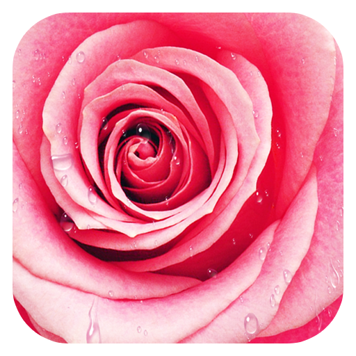 Pink Rose Love Theme icon