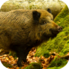 Wild Boar Sounds icon