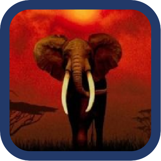 Beautiful Elephant Pics icon