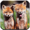 Fox HD Wallpapers icon