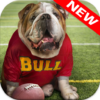 🐕 Bulldog Wallpapers icon