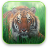 Tiger Free Video Wallpaper icon