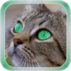 Cat Live Wallpaper icon