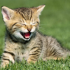 Cute Kitten Wallpapers HD icon