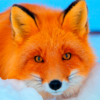 Fox Wallpapers icon