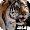 4K MightyTiger Video Live Wallpaper icon