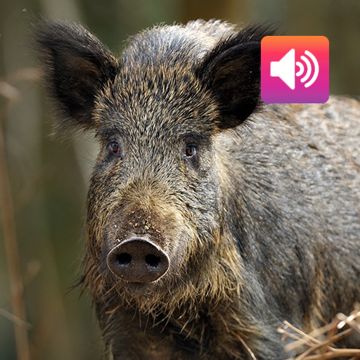 Wild boar: Sounds & Calls icon