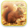 Little Squirrel 3D Wallpaper icon