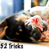 52 Dog Training Tricks icon