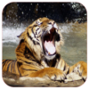 Tiger Live Wallpaper icon