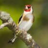 Goldfinch educate icon