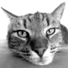 Cat Breeds Quiz icon