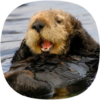 Otter Sounds icon